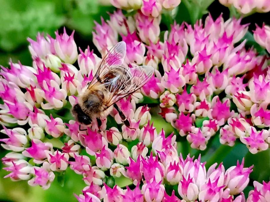 Fewo "Am Bienenstock" In Dallgow-Doberitz 外观 照片